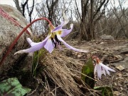 In CANTO ALTO (1146 m) da casa (Zogno, 310 m) ad anello (3mar21) - FOTOGALLERY